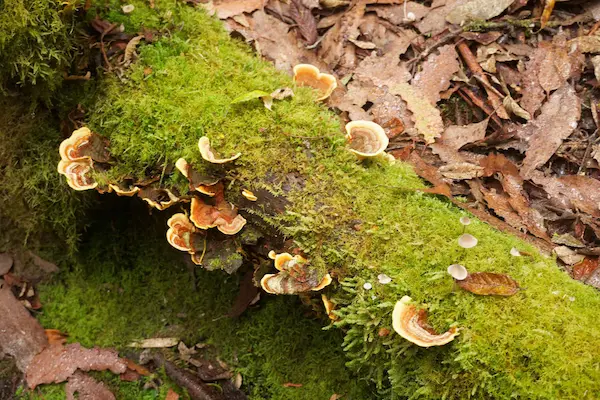 Fungus (11)